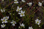 Pine barren stitchwort